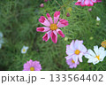 きれいに咲くコスモス 133564402