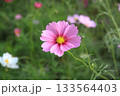 ピンクに色づく一輪のコスモス 133564403