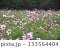 一面に広がるコスモス 133564404