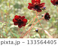 ワインレッドに色づくコスモス 133564405