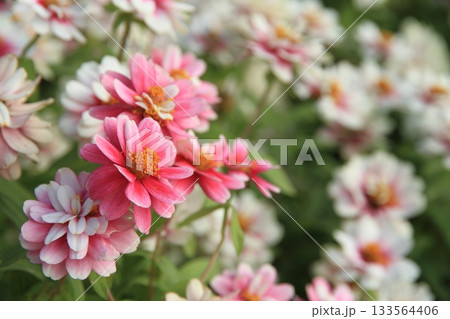 満開のヒャクニチソウ 133564406