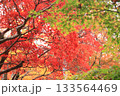 色づき始めた紅葉 133564469