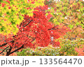 色づき始めた紅葉 133564470