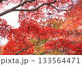 色づき始めた紅葉 133564471