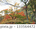 色づき始めた紅葉 133564472