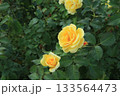 綺麗に咲いた薄い黄色のバラ 133564473