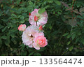 薄く色づくピンクのバラ 133564474