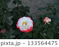 赤と白のコントラストがきれいなバラ 133564475