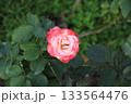 ピンク色に色づくバラ 133564476