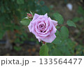 薄紫に色づく一輪のバラ 133564477