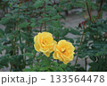 気色に色づく二輪のバラ 133564478