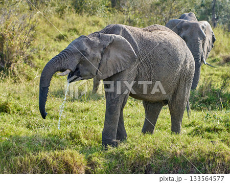 水を吸い上げるマサイマラのゾウ・躍動する瞬間 133564577
