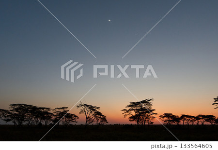 三日月の残るセレンゲティの夜明け 三日月の残るセレンゲティの夜明け 133564605