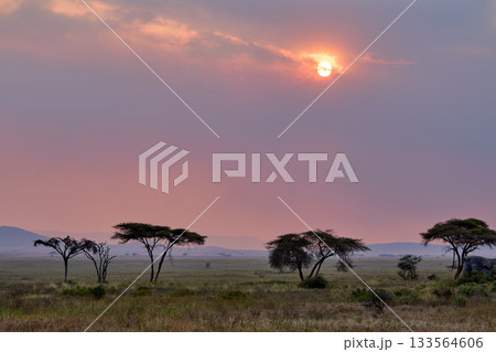 セレンゲティに沈む夕陽とアカシアのシルエット セレンゲティに沈む夕陽とアカシアのシルエット 133564606