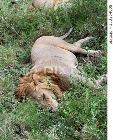 野生の王が眠る時間・セレンゲティ国立公園のライオン 133564608
