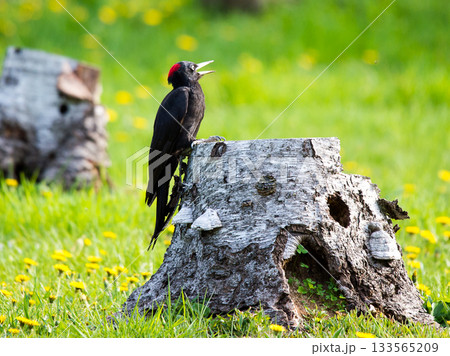 春の野に見つけたクマゲラ 133565209