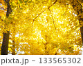 太陽が照らす銀杏並木 133565302