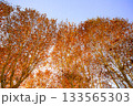 赤と橙の紅葉が光る秋晴れの空 133565303