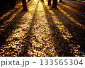 引き詰められた銀杏と夕日が作り出す秋の散歩道 133565304