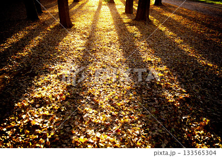 引き詰められた銀杏と夕日が作り出す秋の散歩道 133565304