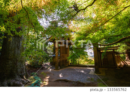 美しいモミジ出迎える 朝の飯高寺総門 史跡飯高檀林跡 千葉県 美しいモミジ出迎える 朝の飯高寺総門 史跡飯高檀林跡 千葉県 133565762