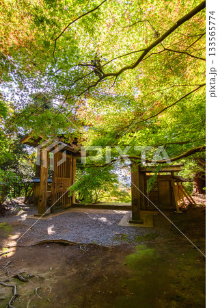 美しいモミジ出迎える 朝の飯高寺総門 史跡飯高檀林跡 千葉県 美しいモミジ出迎える 朝の飯高寺総門 史跡飯高檀林跡 千葉県 133565774