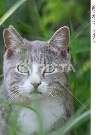 茂みの中の野良猫 133565790