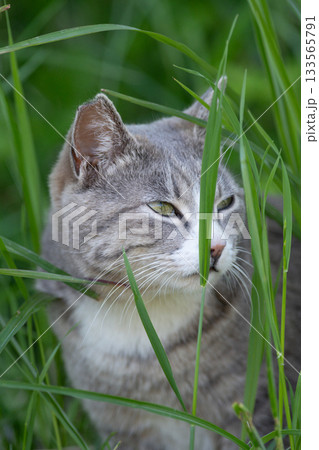 茂みの中の野良猫 茂みの中の野良猫 133565791