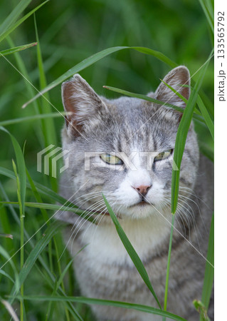 茂みの中の野良猫 茂みの中の野良猫 133565792