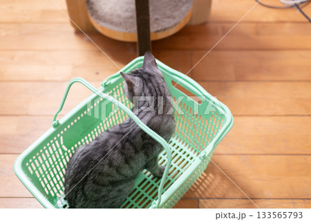買い物かごの中に入った猫 サバトラ猫 買い物かごの中に入った猫 サバトラ猫 133565793