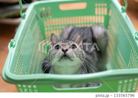 買い物かごの中に入った猫　サバトラ猫 133565796