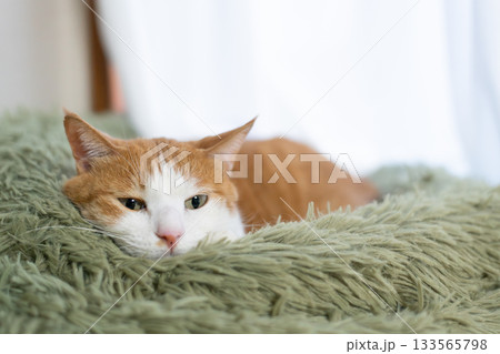 眠る猫　茶トラ白 133565798