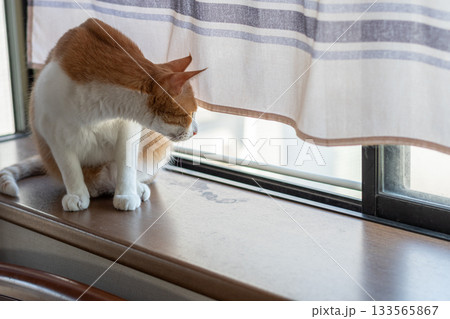 窓辺でくつろぐ猫　茶トラ白 133565867