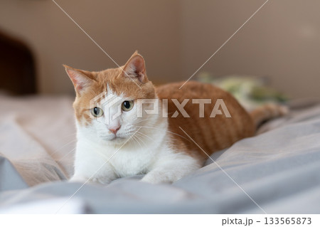 気になって見つめる猫　茶トラ白 133565873