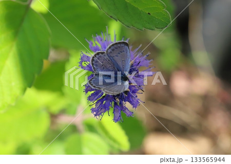 秋の庭に咲く紫色のダンギクの花の蜜を吸うヤマトシジミ蝶 133565944