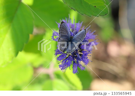 秋の庭に咲く紫色のダンギクの花の蜜を吸うヤマトシジミ蝶 133565945