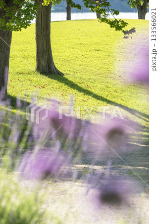 起伏のある公園の芝・初夏のイメージ 起伏のある公園の芝・初夏のイメージ 133566021