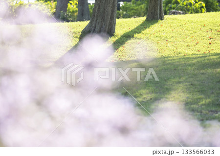 起伏のある公園の芝・初夏のイメージ 133566033
