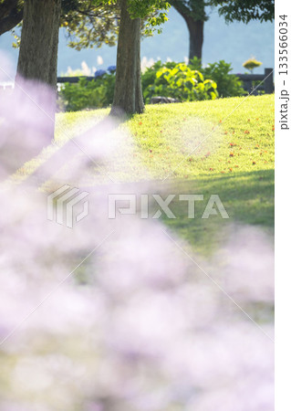 起伏のある公園の芝・初夏のイメージ 起伏のある公園の芝・初夏のイメージ 133566034