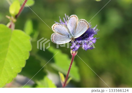 秋の庭に咲く紫色のダンギクの花の蜜を吸うヤマトシジミ蝶 133566124