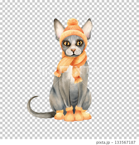 Sphynx hairless cat, knitted hat, scarf, socks. Kitty, bald skin in warm orange clothes, grey domestic animal. Grey beautiful sphinx pet. Watercolor isolated illustration. Autumn, winter character 133567187