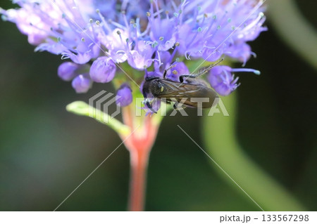 秋の庭に咲く紫色のダンギクの花の蜜を吸うヒメハラナガツチバチ 133567298