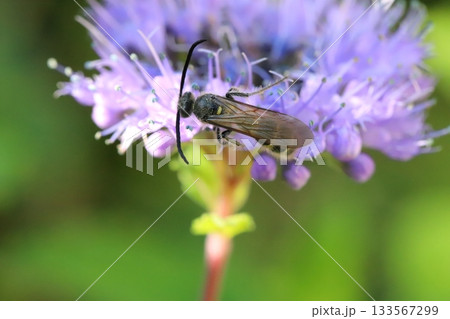 秋の庭に咲く紫色のダンギクの花の蜜を吸うヒメハラナガツチバチ 133567299