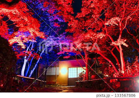 目白庭園のライトアップ 目白庭園のライトアップ 133567806