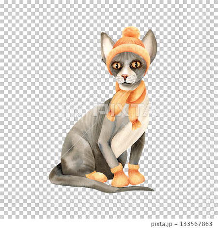 Sphinx hairless cat, knitted hat, scarf, socks. Bald skin pet in cozy orange clothes. Cute animal, grey kitty sphynx. Watercolor isolated illustration. Hand drawn clip art, autumn, winter mood 133567863