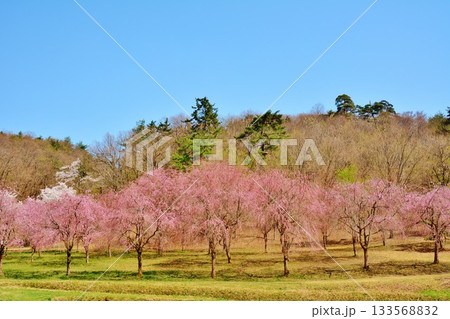 満開に咲く新潟県長岡市悠久山公園の枝垂れ桜風景 133568832