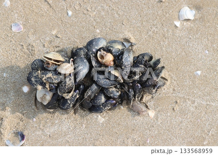 Group of mussels and other shells forming a clump on wet sand 133568959
