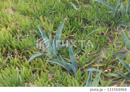 Succulents and agave growing on sand dune in coastal area Succulents and agave growing on sand dune in coastal area 133568968