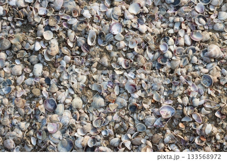 Seashells covering sandy beach creating intricate natural pattern 133568972