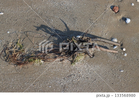 Driftwood casting shadow on sandy beach with algae and shells Driftwood casting shadow on sandy beach with algae and shells 133568980